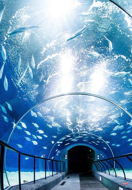 [Book 1+ working day in advance] Shanghai Ocean Aquarium