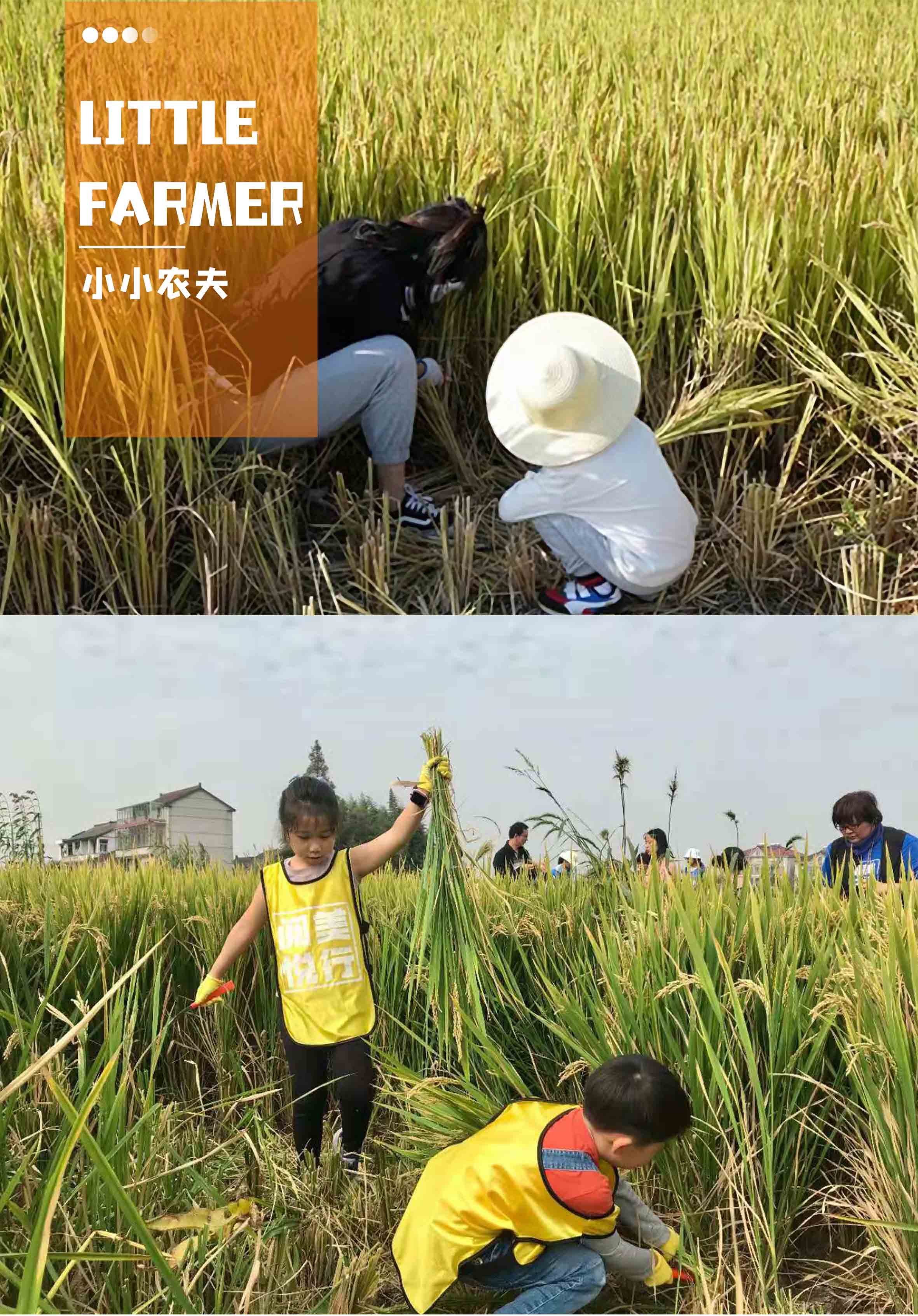 Shengfei Farm - Little Farmer