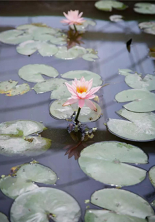 新浜荷花园赏荷季